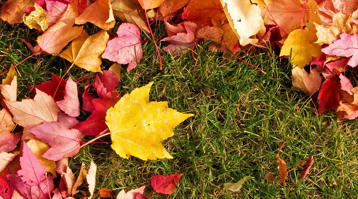 kerti munka ősszel és tavasszal