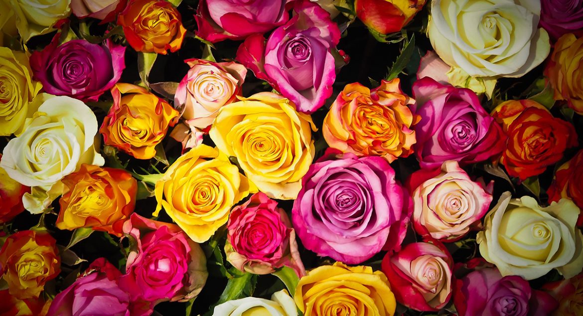 A rózsa tökéletes ütőkártya a kerttervezésnél