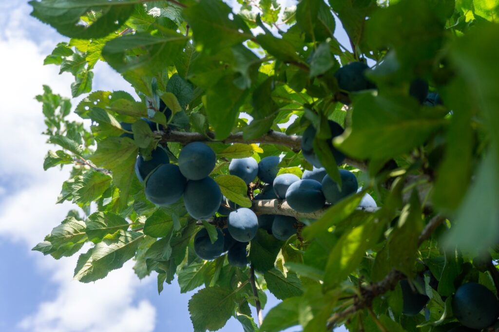 Gyümölcspálinka otthon