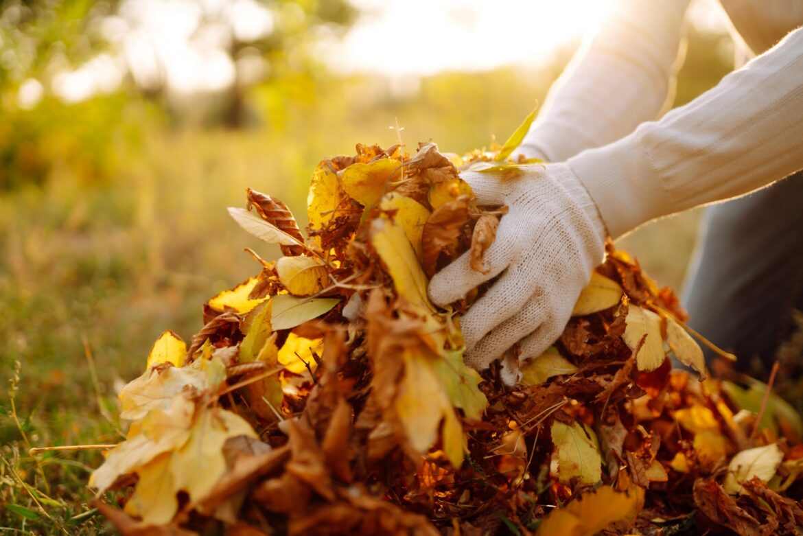 Kertápolási termékek